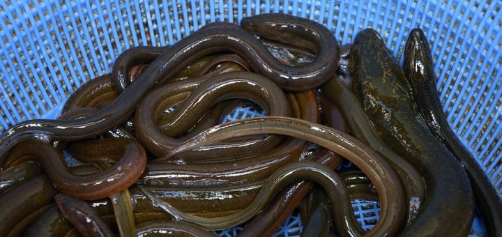 Anguilles du marais Vendéen, recette