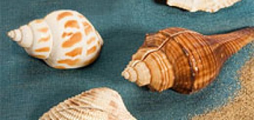 Vendée 1 - Musée du coquillage