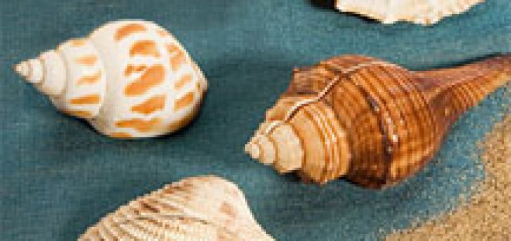 Vendée 1 - Musée du coquillage