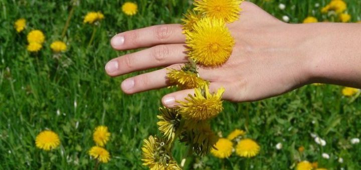 apéritif au pissenlit