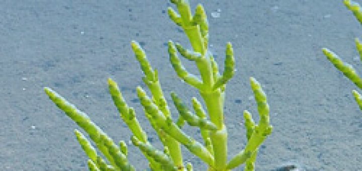 Vendée 1 - La salicorne