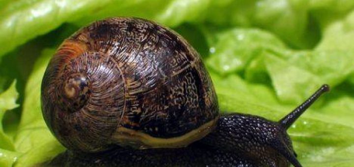 Helix gourmet élevage escargots en Vendée