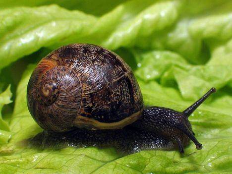 Helix gourmet élevage escargots en Vendée