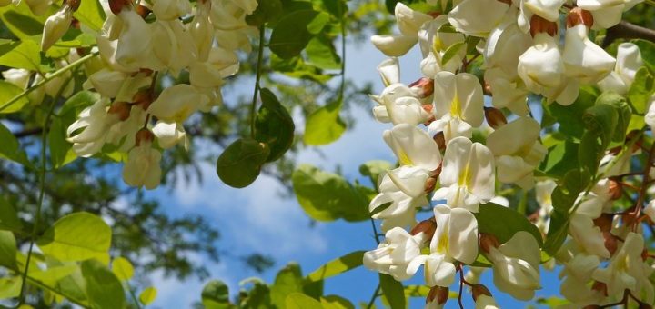 fleur acacia recette