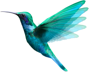 graphiste webmaster Vendée Nantes  Paris Montaigu